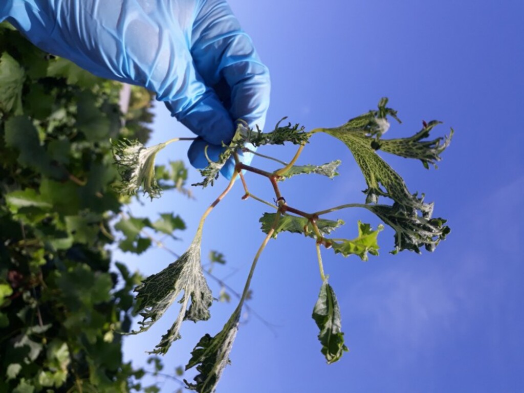 Maioria das ações envolvendo herbicida 2,4-D termina em acordo no RS