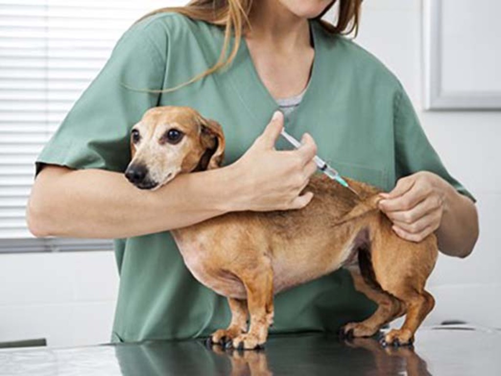 Vacina também é importante para os pets