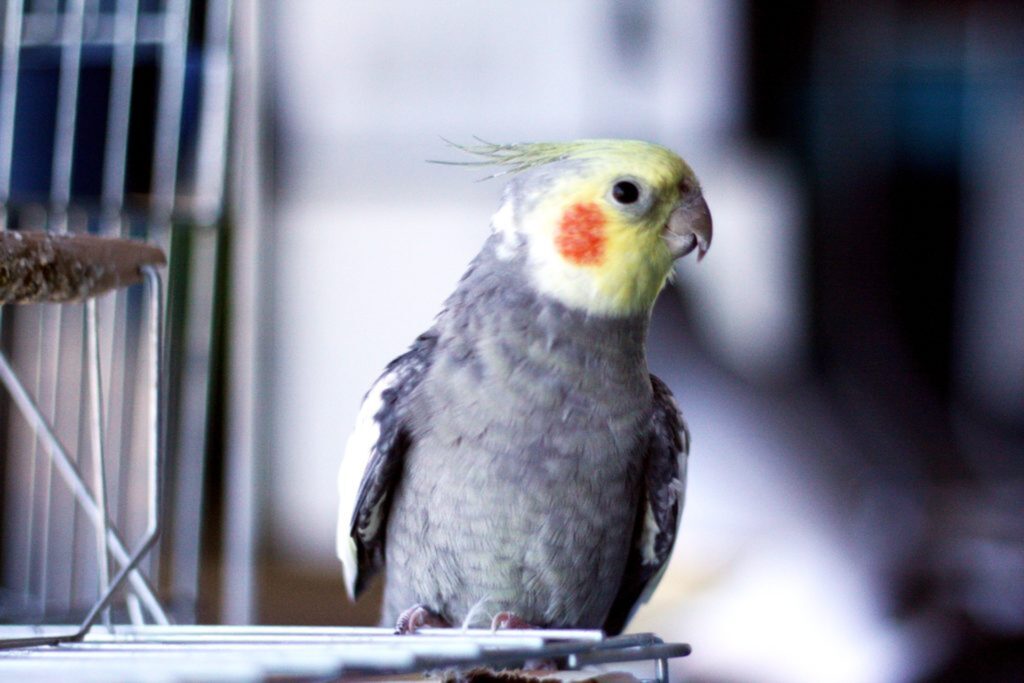Cuidados redobrados com os pets mais exóticos