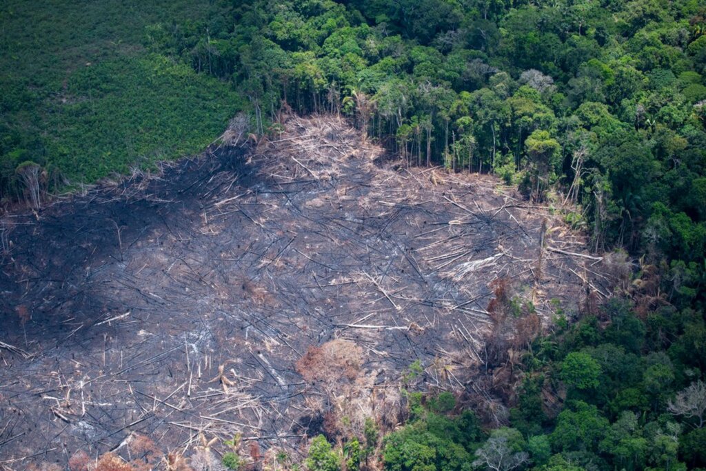 ONU faz apelo para recuperar ecossistemas pelo mundo