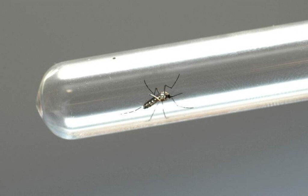 Pelotas confirma terceiro caso de dengue