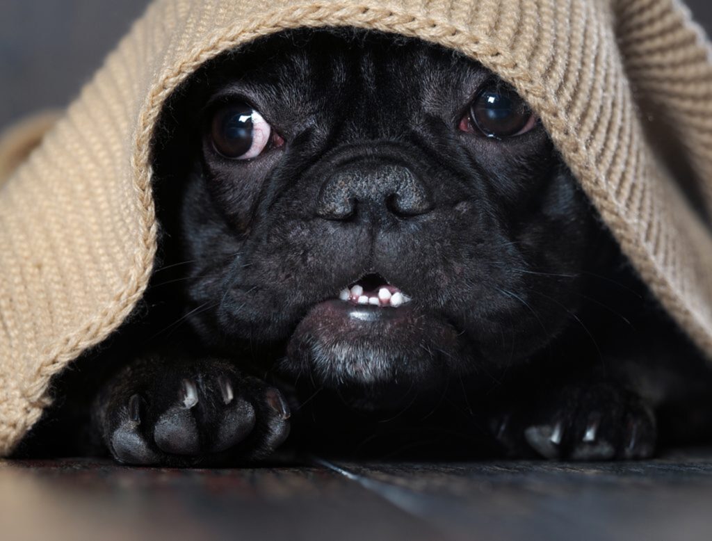 Pela saúde e pela alegria dos animais