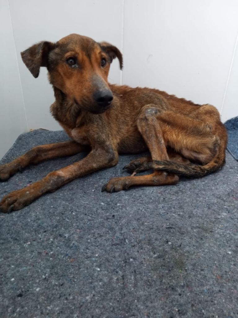 Combate aos  maus-tratos aos animais ganha força