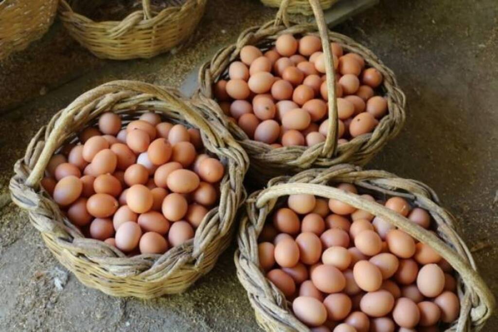 Agroindústrias da região vão melhorar a alimentação dos estudantes