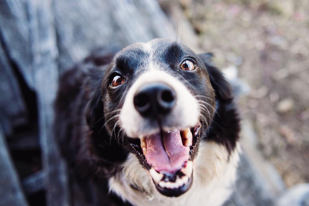 Saúde bucal dos pets merece atenção