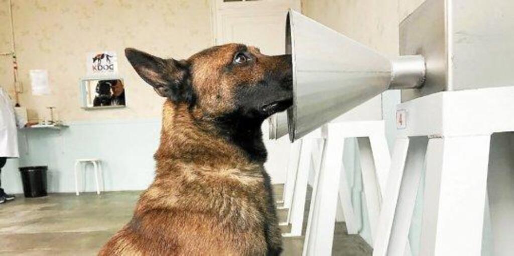 Cães são treinados para detecção de câncer