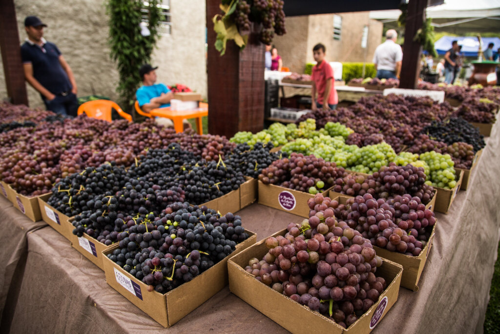 Aberta a temporada das ‘Uvas de Pelotas’