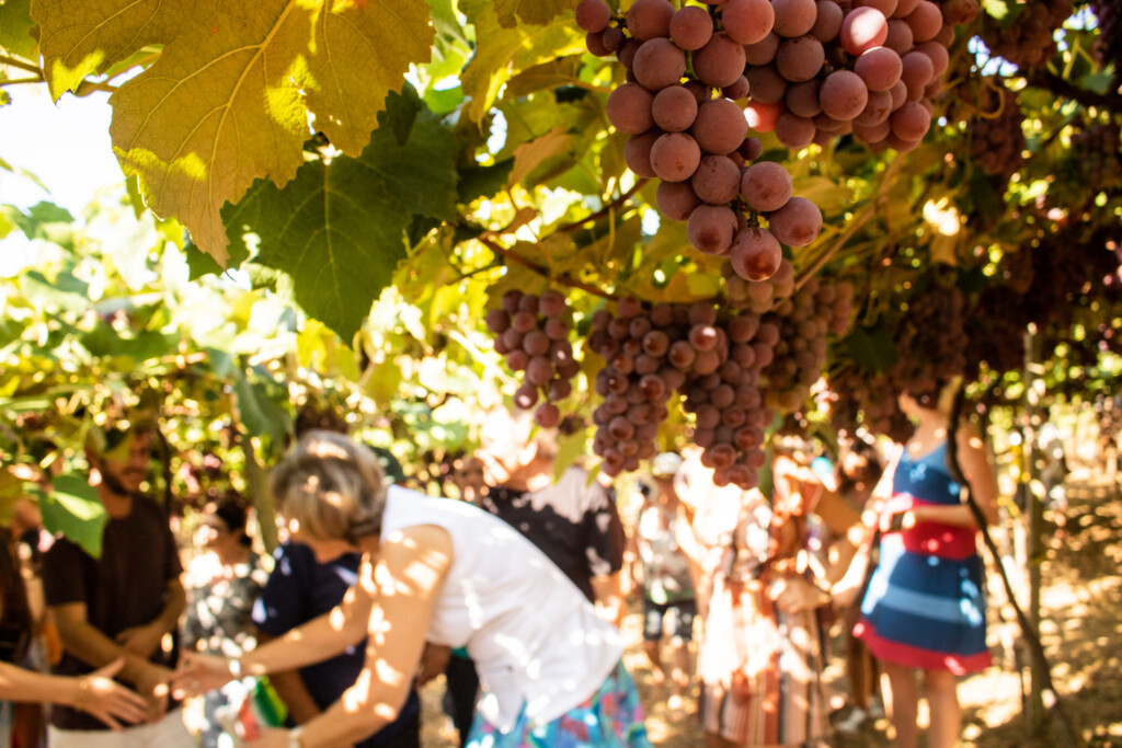 Feira Municipal ‘Uvas de Pelotas’ será de 5 a 20 de fevereiro