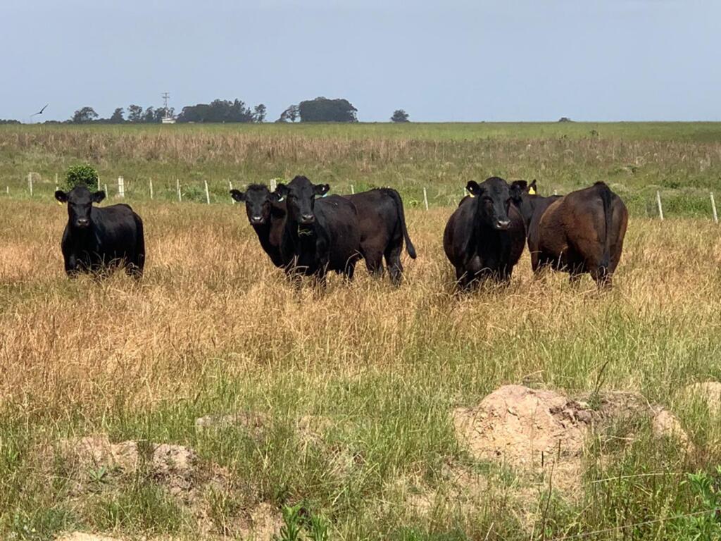 Animais da raça Angus serão doados à Embrapa