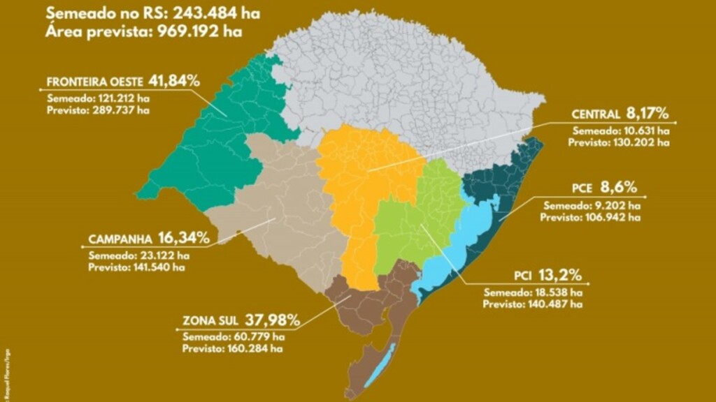 Produtores de arroz semearam 25% da área prevista para a lavoura