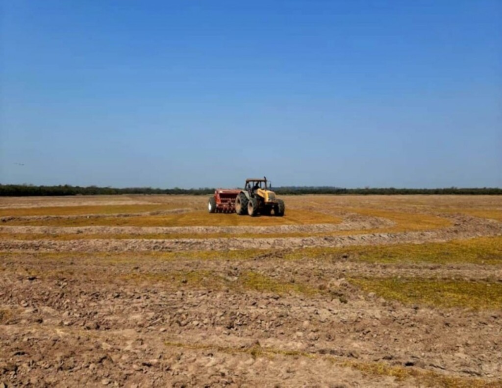 Irga projeta aumento para a safra 2020/2021