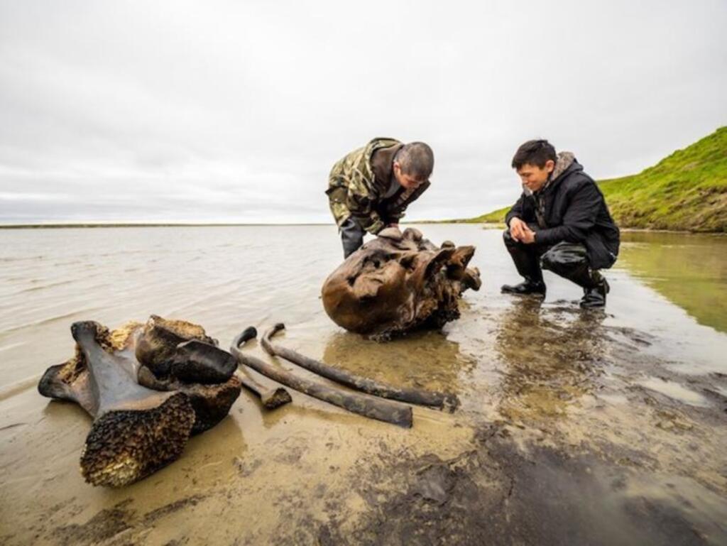 Esqueleto de mamute bem preservado é encontrado no Ártico russo