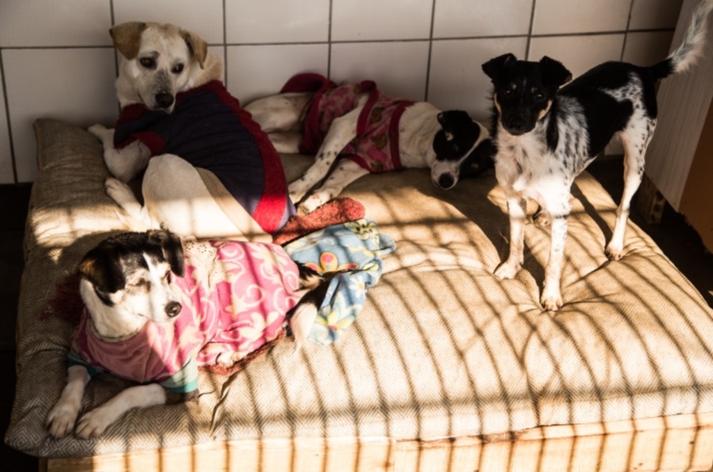 Canil promove campanha do agasalho pet