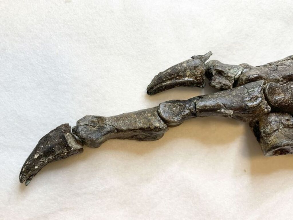 Pesquisadores encontram fóssil de dinossauro no Ceará