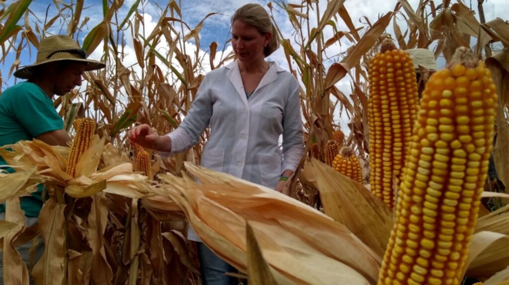 Fungo aumenta produtividade do milho