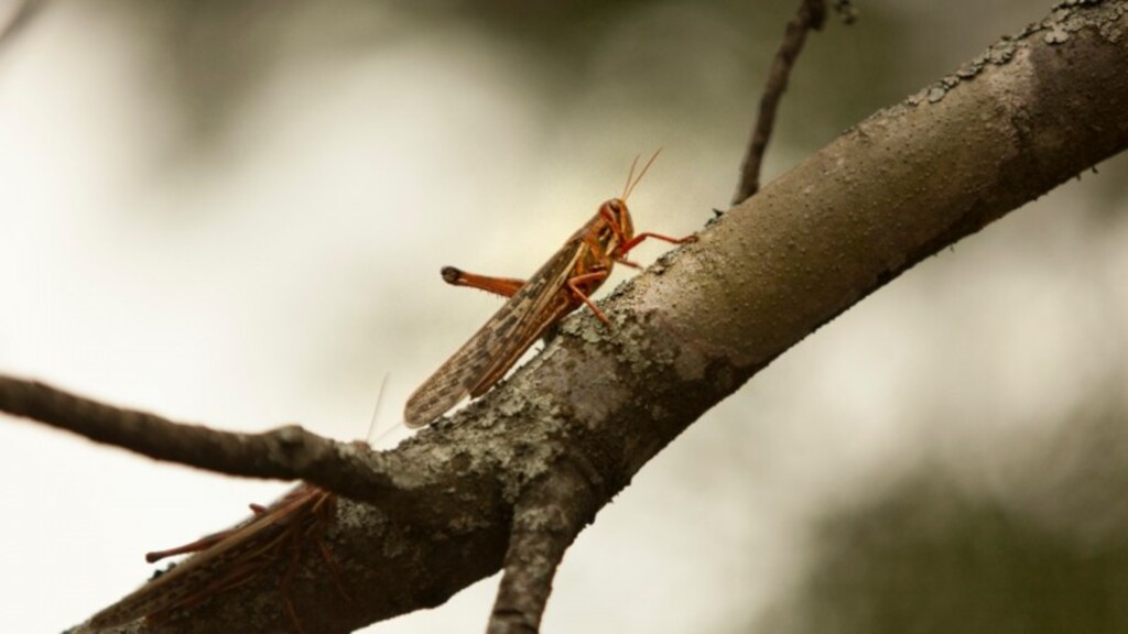 Governo traça diretrizes para eventual combate a gafanhotos no país