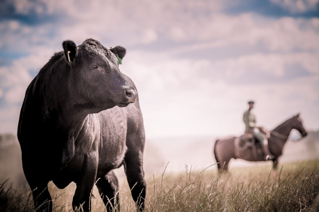 Angus e Embrapa fecham acordo para pesquisa genômica