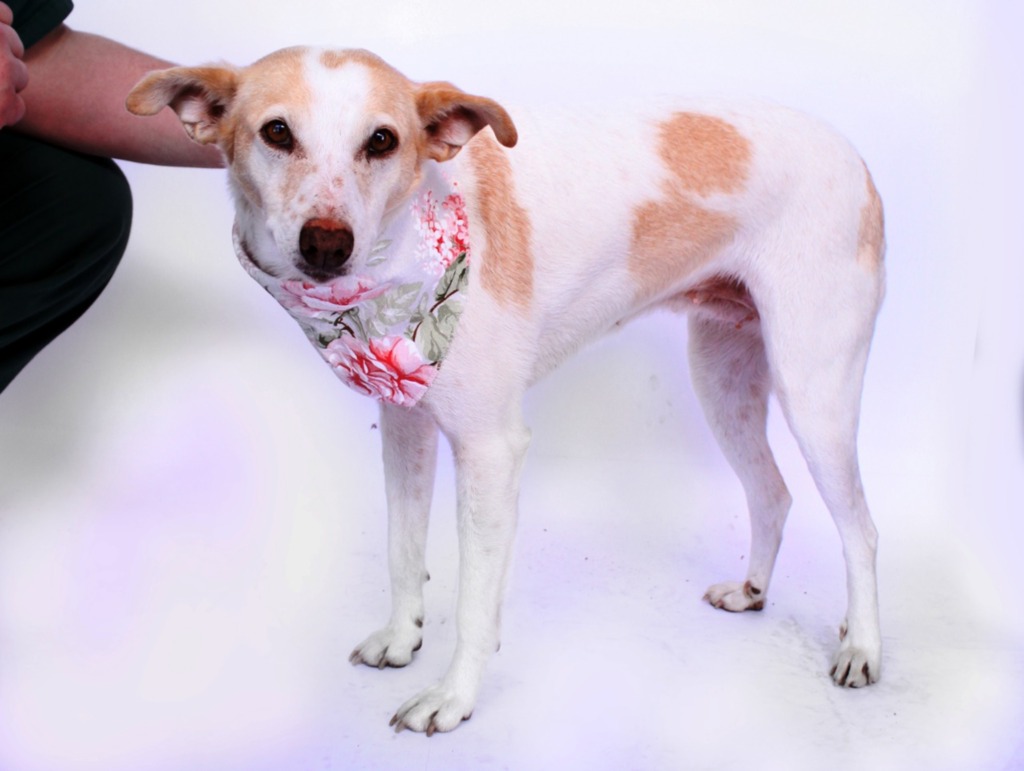 Canil Municipal oferece cerca de 50 animais à adoção