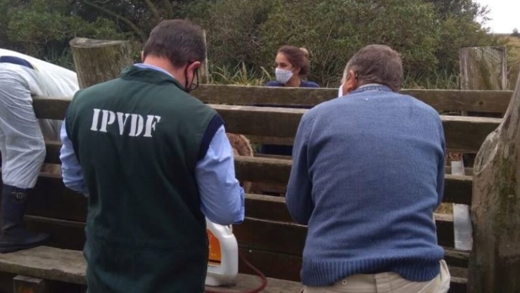 Alerta redobrado para a Tristeza Parasitária Bovina