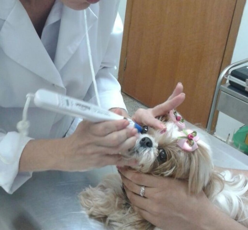 Glaucoma também é doença de animais