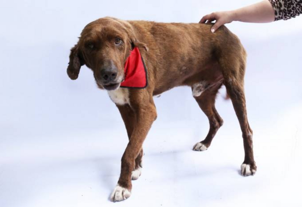 Canil Municipal tem 43 animais disponíveis para adoção