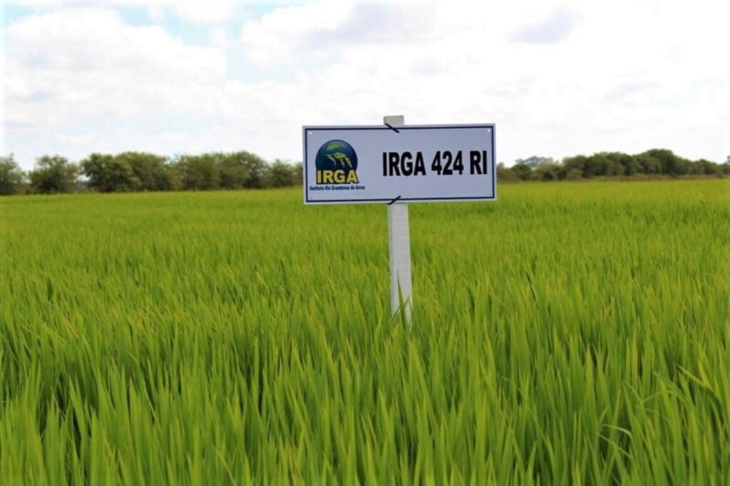 Irga 424 RI é a mais usada no RS