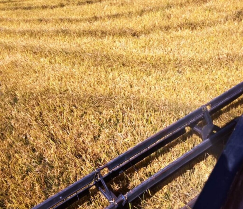 Colheita do arroz chega a 89,4%