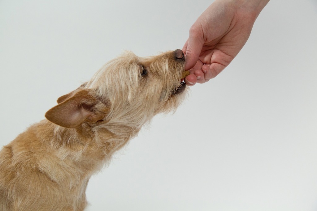 O manejo alimentar dos pets durante a quarentena
