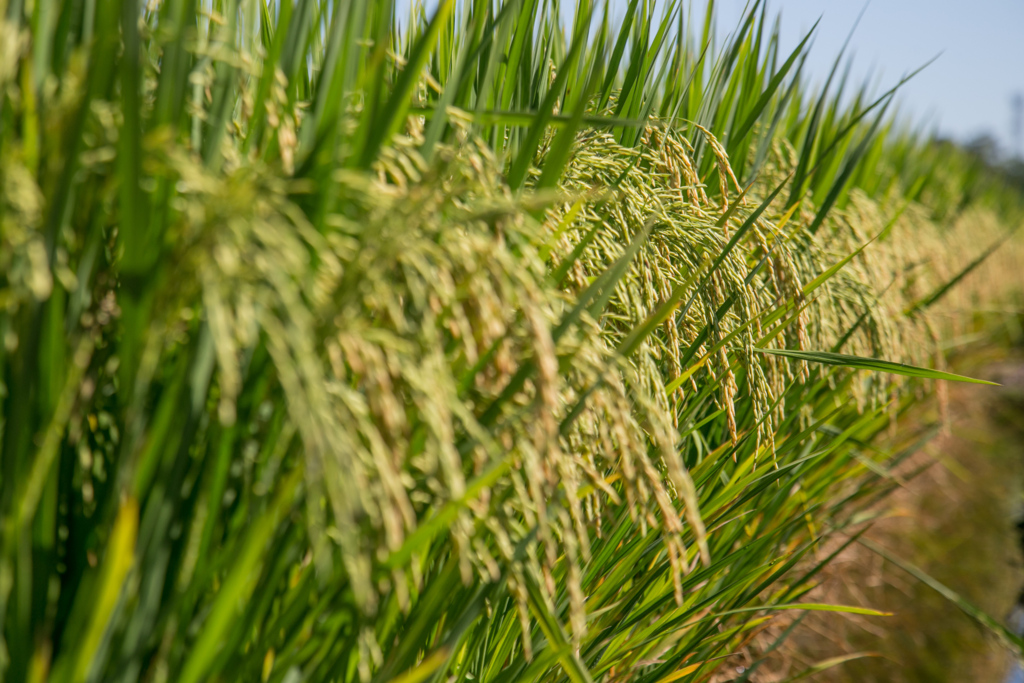 Entidades garantem o abastecimento de arroz no mercado interno