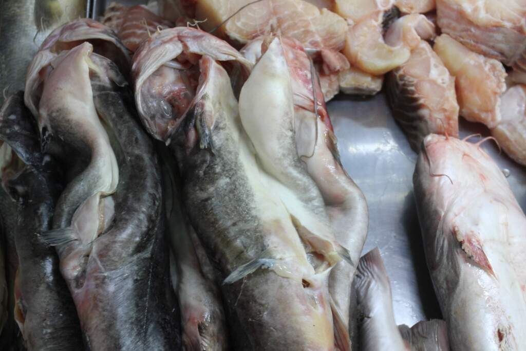 7ª Semana do Peixe inicia-se nesta segunda-feira
