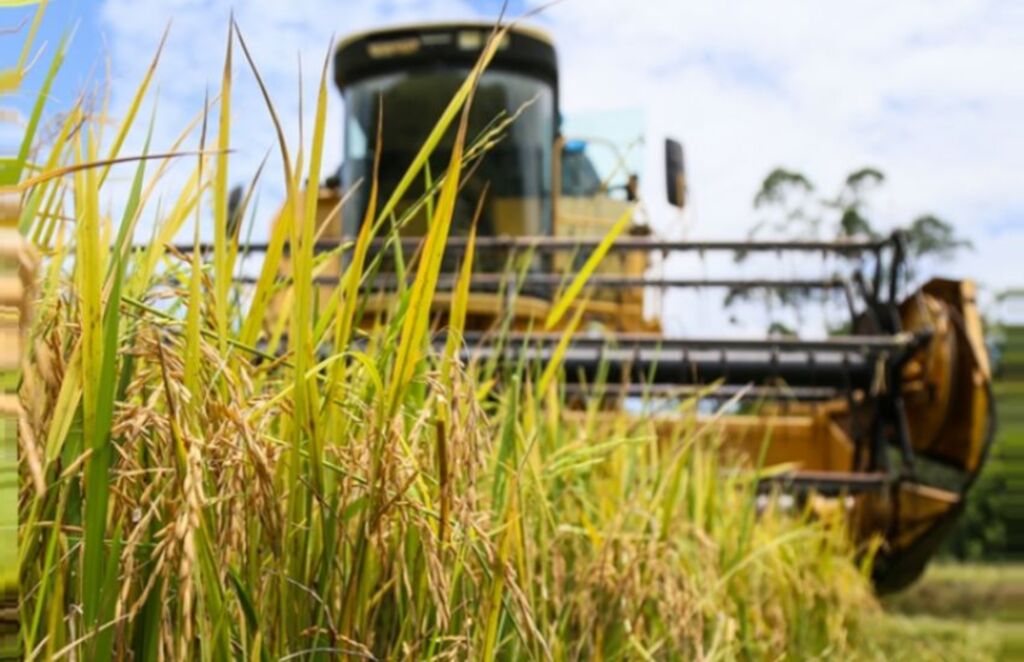 Arrozeiras têm encontro no dia 12