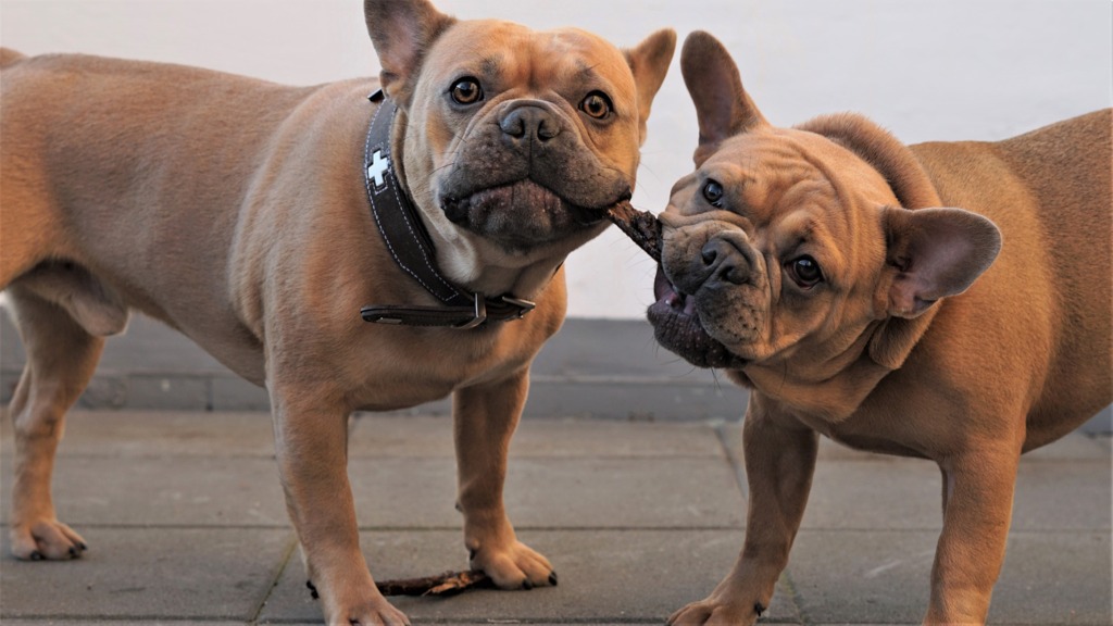 Cães têm problemas dentários, sim