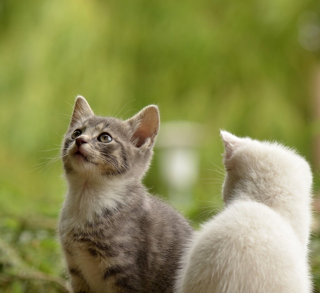 Fatos e fakes sobre o comportamento felino