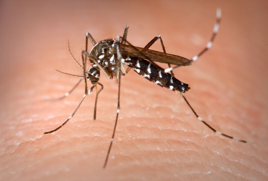 Rio Grande tem caso autóctone de dengue