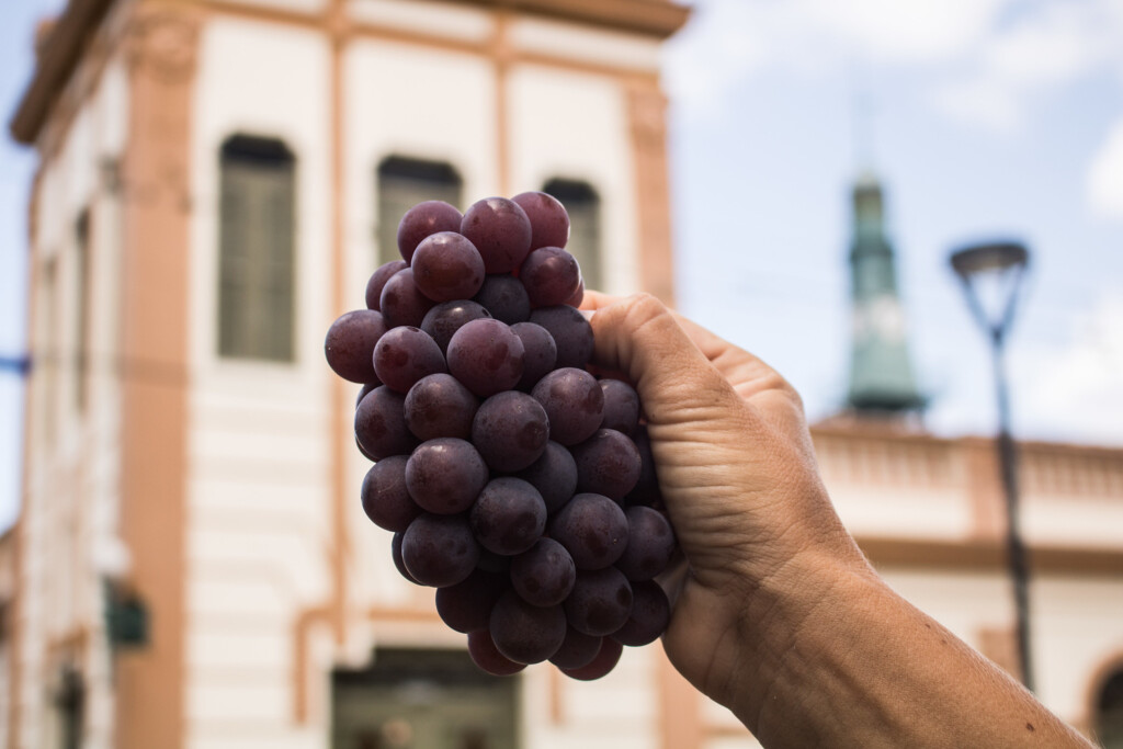 Começam as edições itinerantes da Feira de Uvas nos bairros