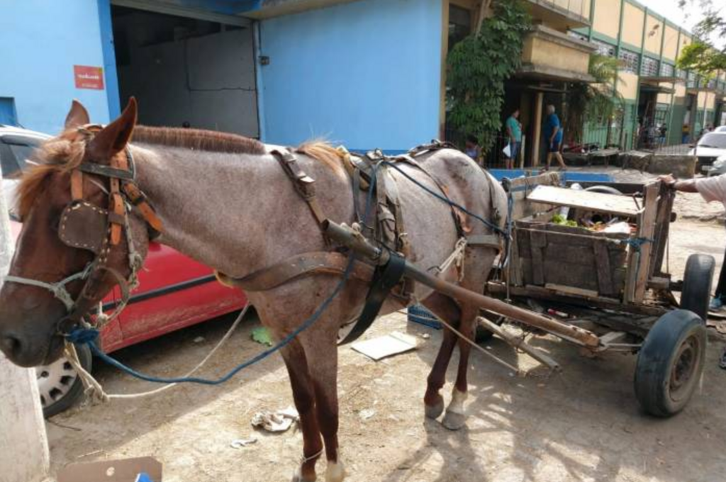 Blitz do Comupa aborda 22 veículos de tração animal
