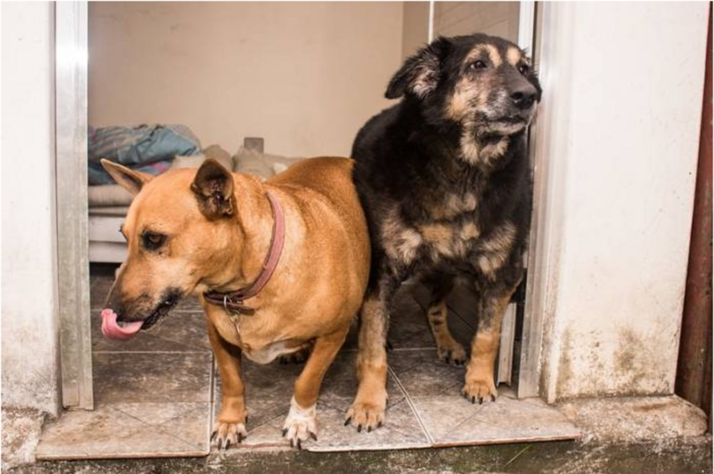 Canil Municipal tem 60 cães à espera de um lar