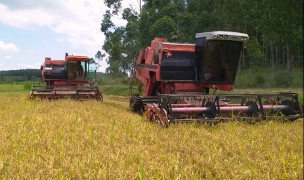 Começa a colheita  do arroz no RS