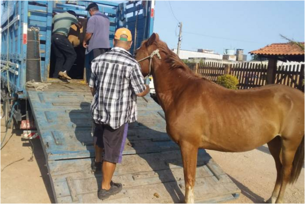 Dezesseis cavalos soltos são apreendidos no Pontal da Barra