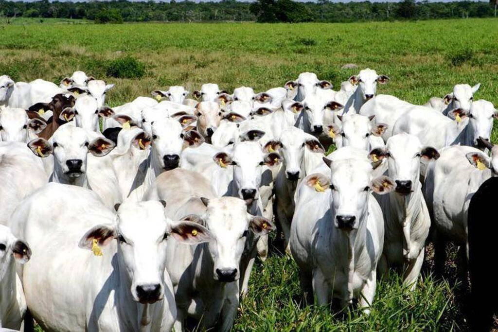 Sistema de notificação de doenças de animais começa nesta quarta