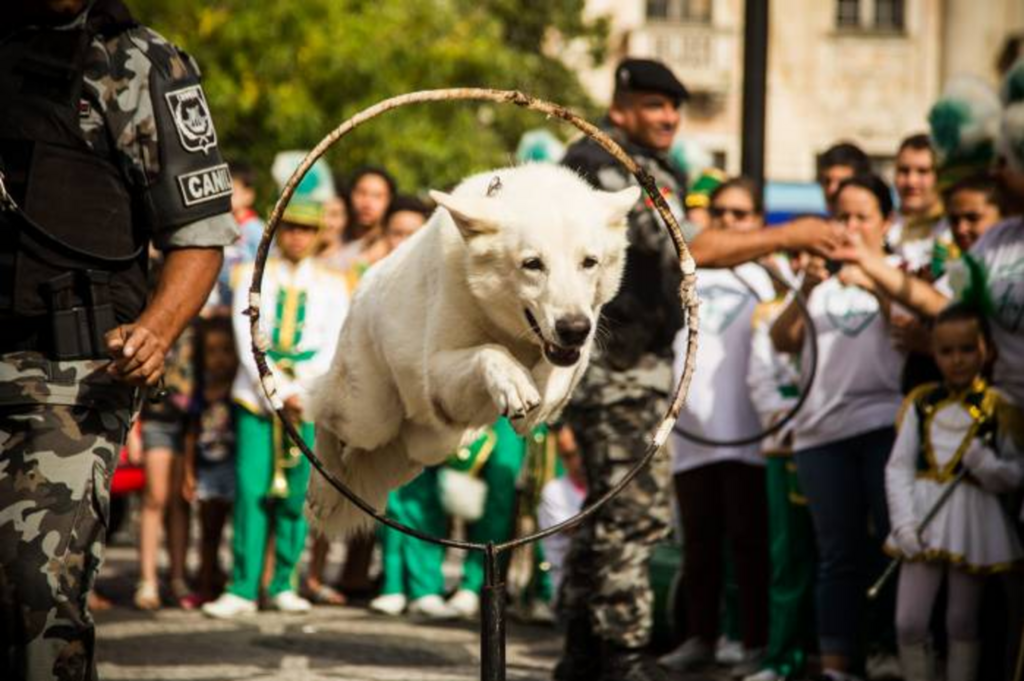 Semana de Proteção Animal começa com atividades no Mercado Central