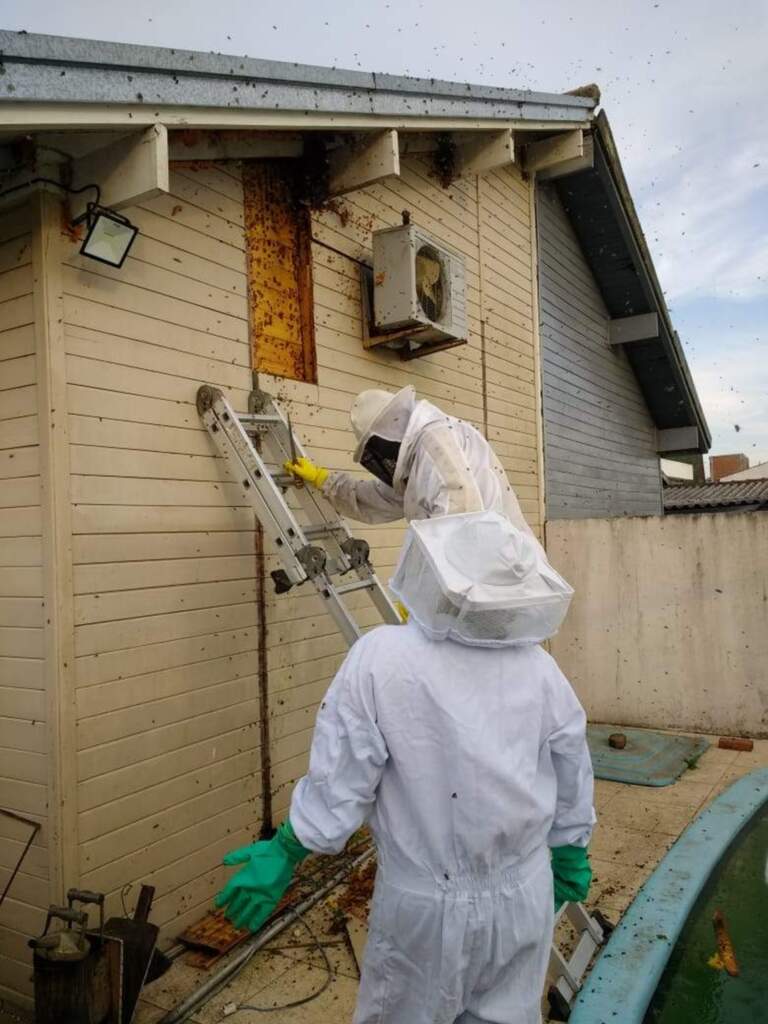 Brigada Apícola Municipal realiza primeira remoção