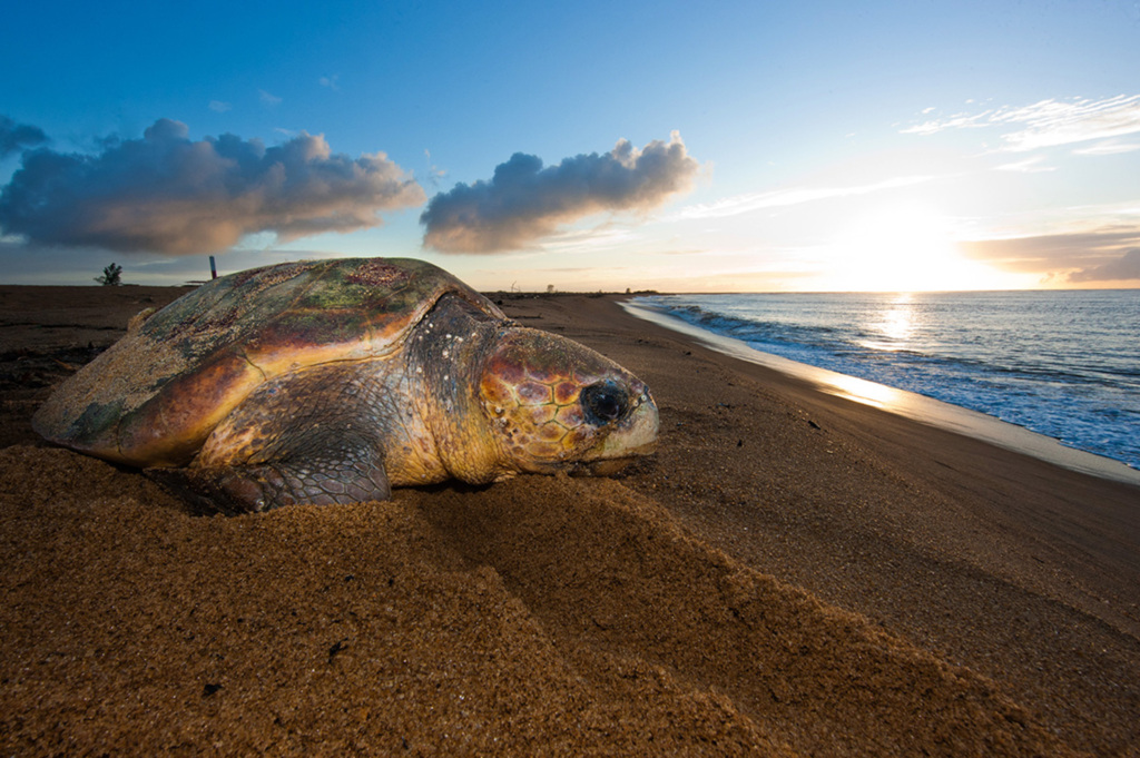 Óleo atinge local de desova de tartarugas no Espírito Santo