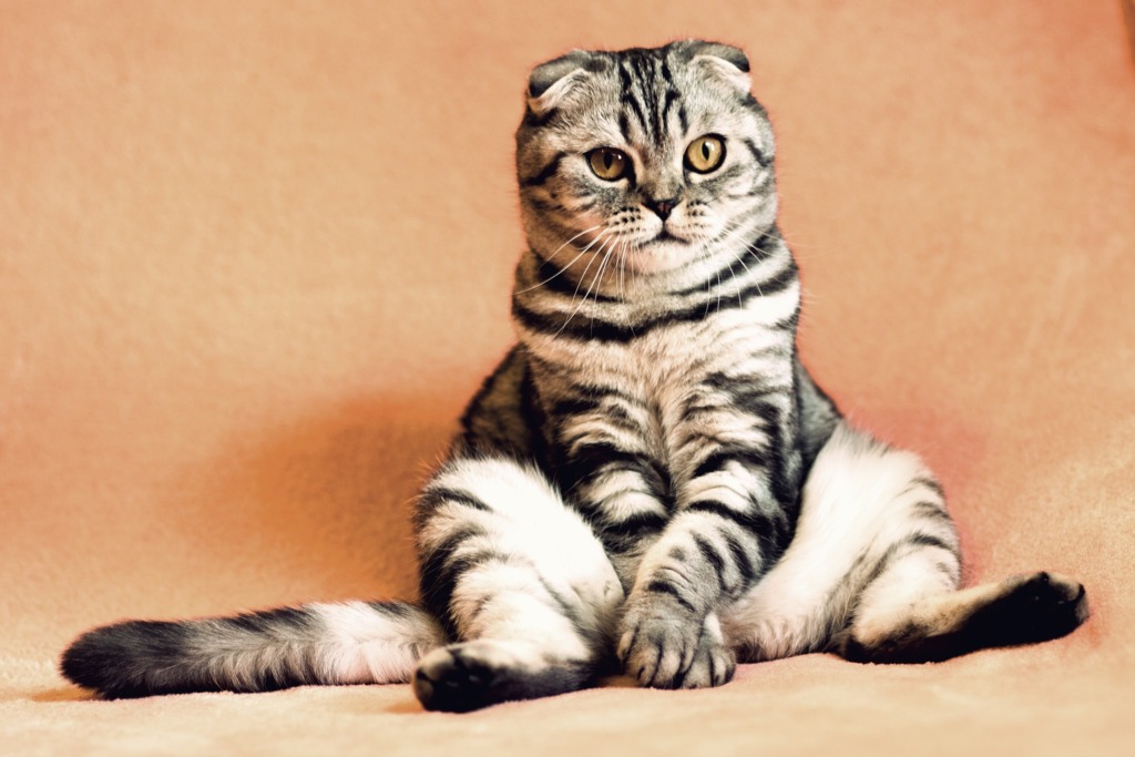 Confira os principais sinais de que seu gato está saudável