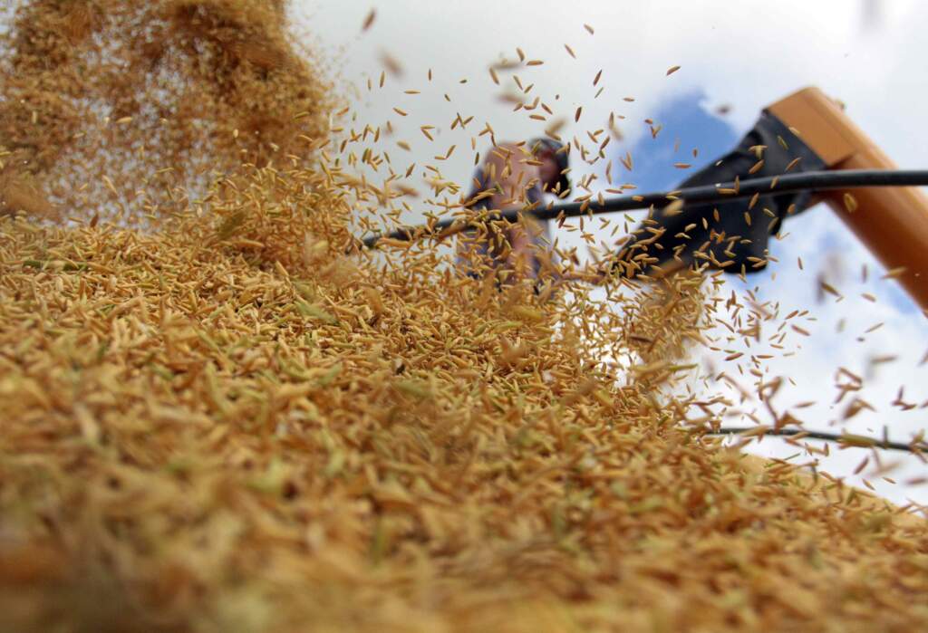 Canola, trigo, cevada e centeio: alternativas para a entressafra