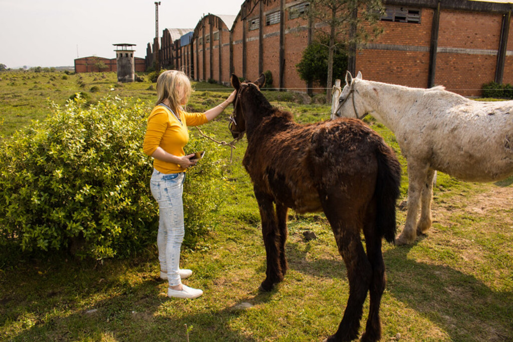 Projeto Adoção de Cavalos dá novo lar a 22 animais