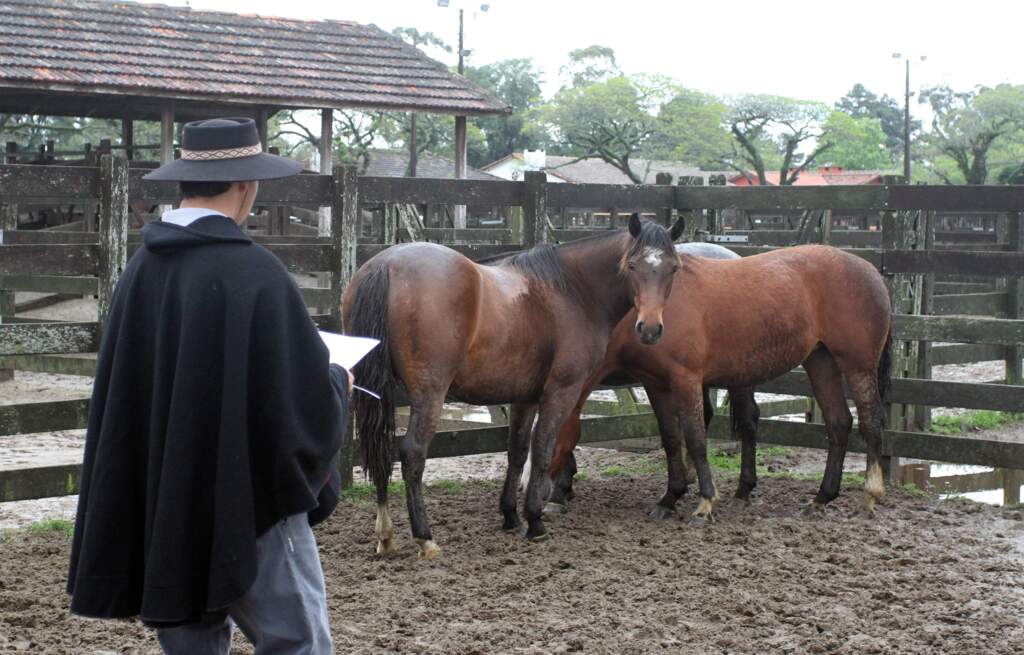 Confirmado dois casos de mormo no Rio Grande do Sul