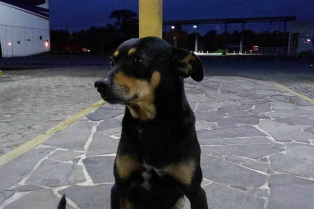 Procura-se um cão viajante
