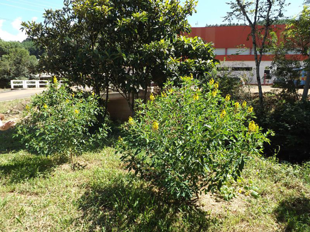 Crotalárias doadas pelos Protetores Ambientais  estão floridas em Abdon Batista