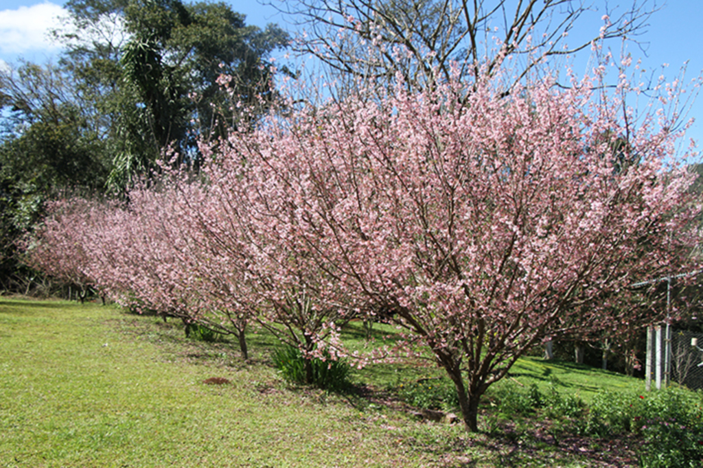  - Cerejeiras japonesas estão completamente floridas em Nova Teutônia